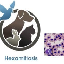 Hexamitiasis